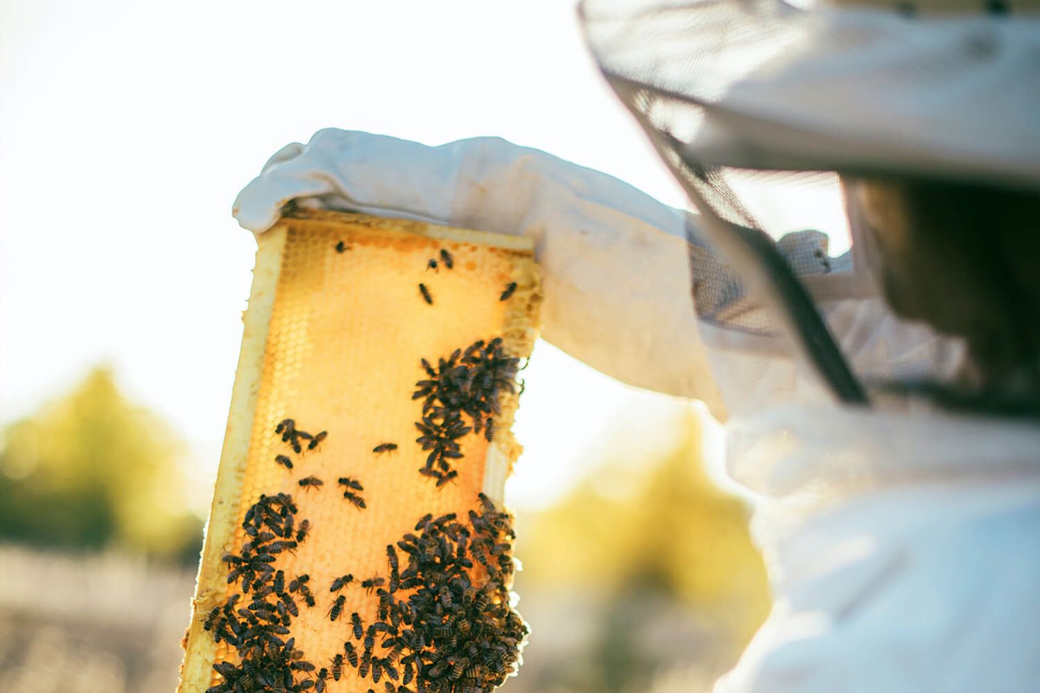 Imker mit Bienenwabe